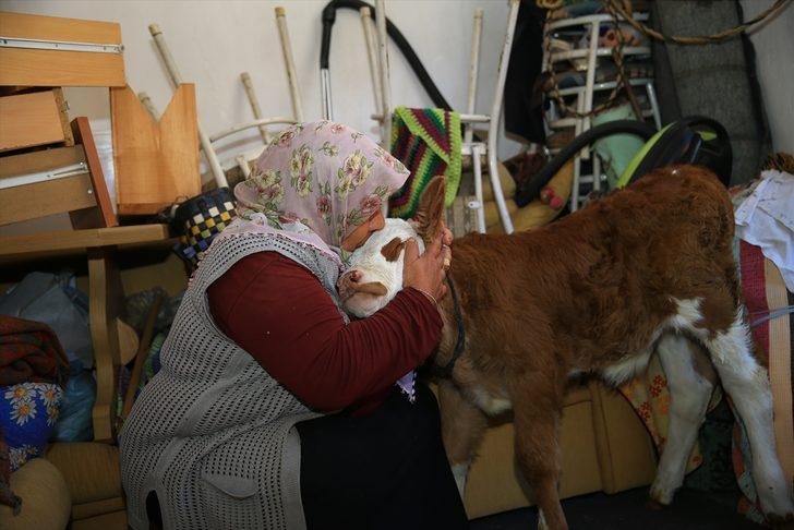 Selden kurtardığı 9 günlük "Garip" isimli buzağısına evinde sevgiyle bakıyor G2