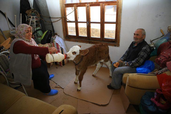 Selden kurtardığı 9 günlük "Garip" isimli buzağısına evinde sevgiyle bakıyor G3