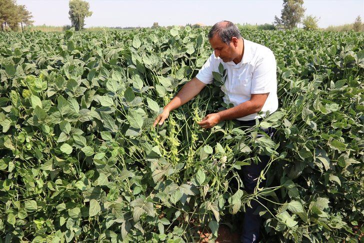 Bakteri aşılama yöntemiyle soya fasulyesinde verimin artırılması hedefleniyor G1