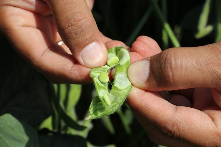 Bakteri aşılama yöntemiyle soya fasulyesinde verimin artırılması hedefleniyor G2