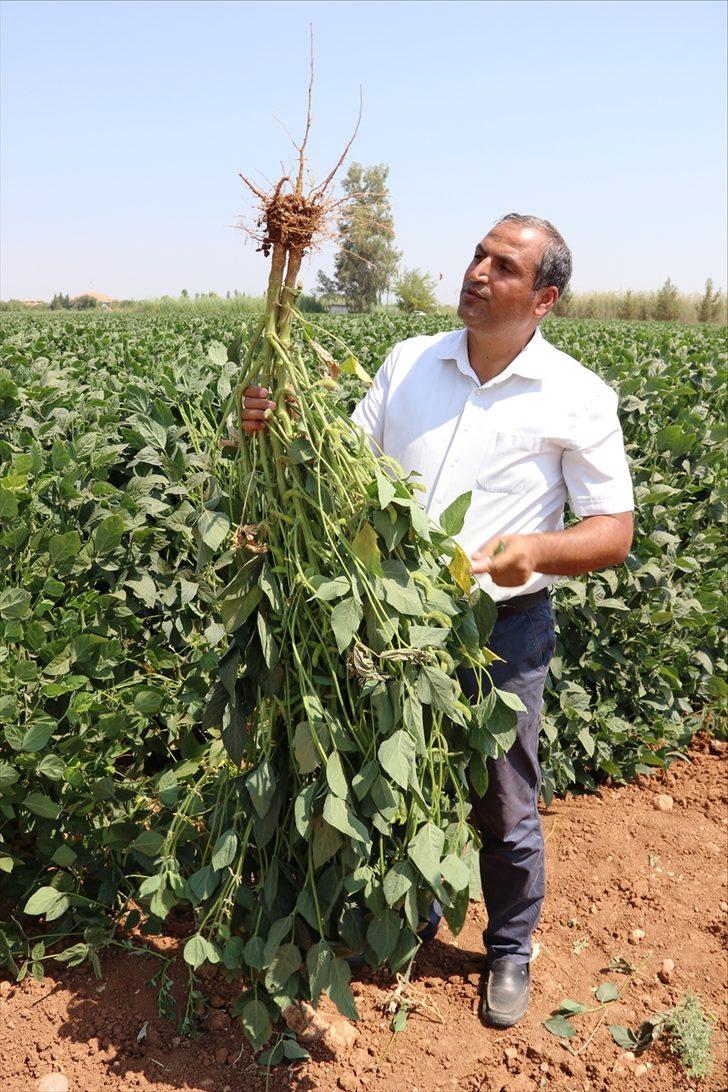 Bakteri aşılama yöntemiyle soya fasulyesinde verimin artırılması hedefleniyor G4