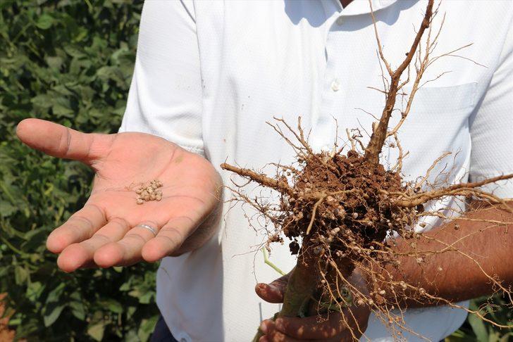 Bakteri aşılama yöntemiyle soya fasulyesinde verimin artırılması hedefleniyor G5