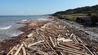 Sahile ulaştı! Tomrukların altında ceset arıyorlar
