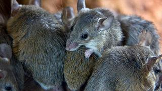 Esenyurt'ta dev fare istilası: Vatandaşlar çözüm istiyor