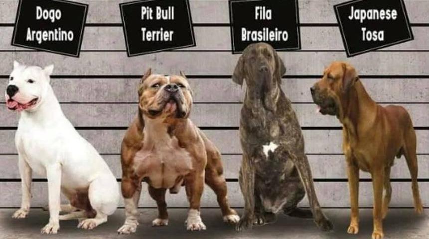 Irk köpek besleyenler dikkat! Kısırlaştırma ve kayıt zorunluluğu getirildi