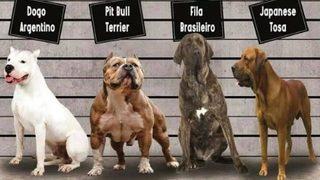 Irk köpek besleyenler dikkat! Kısırlaştırma ve kayıt zorunluluğu getirildi