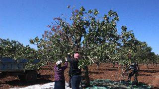 Hasadı başladı! Kilosu 180 liradan satılıyor