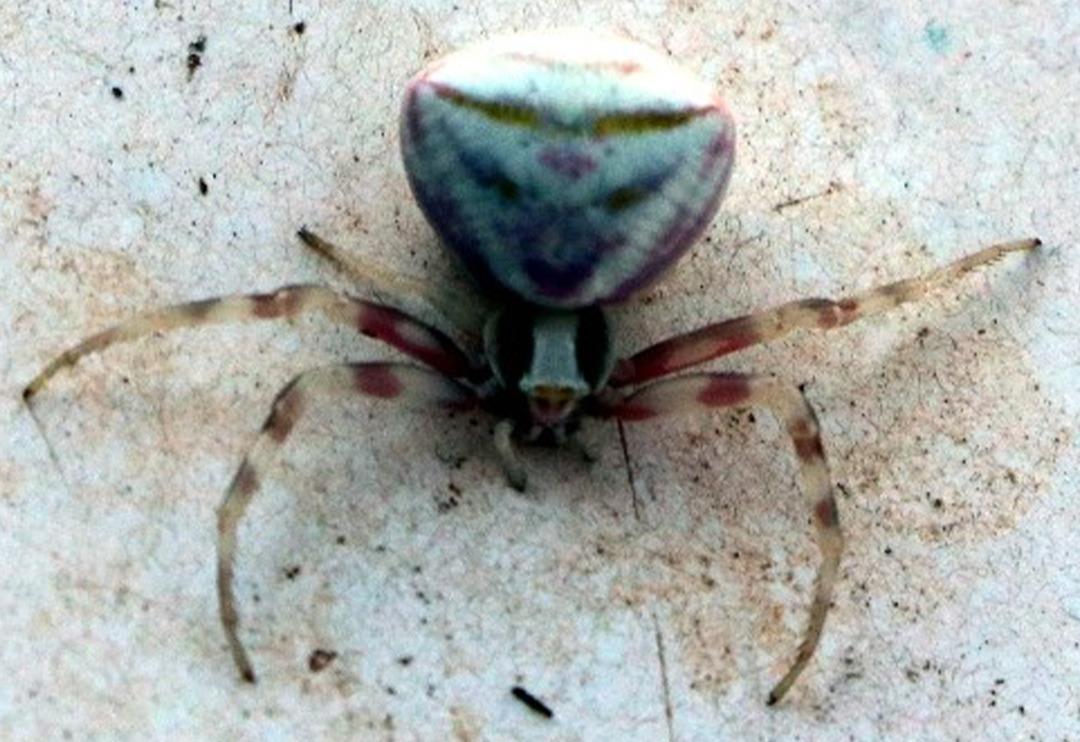 Yozgat'ta insan y&uuml;zl&uuml; &ouml;r&uuml;mcek panik yarattı! G&ouml;ren telefonuna sarıldı