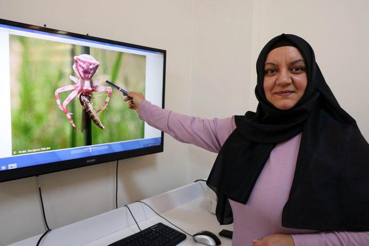Yozgat'ta insan yüzlü örümcek panik yarattı! Gören telefonuna sarıldı G2