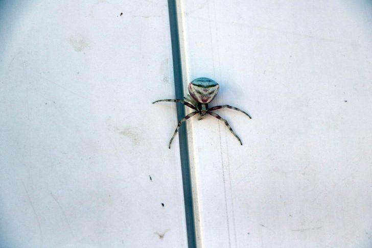 Yozgat'ta insan yüzlü örümcek panik yarattı! Gören telefonuna sarıldı G1