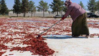 200 kadın, 500 dönüm arazi! 'Akça Kadınlar' ürettiklerini ihraç etmeye başladı