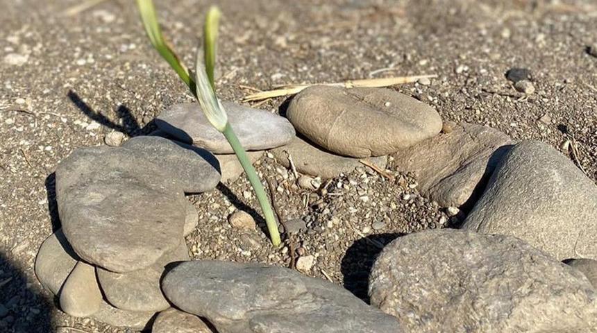 Bu çiçeği koparan yandı! Cezası dudak uçuklatıyor