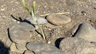 Bu çiçeği koparan yandı! Cezası dudak uçuklatıyor