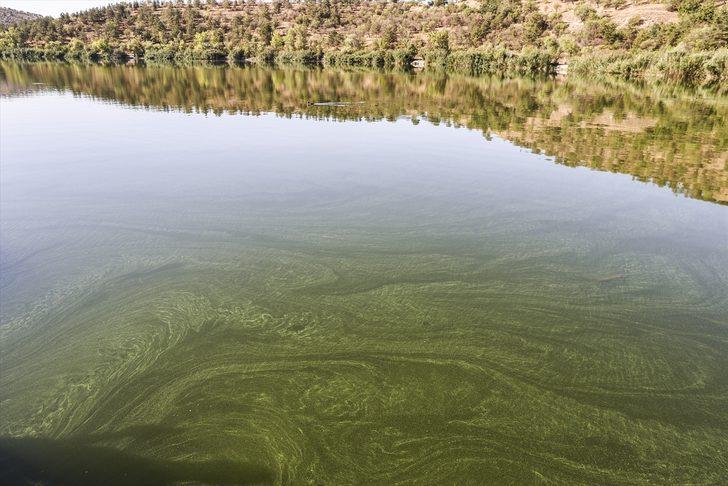 ODTÜ, Eymir Gölü'ndeki aşırı siyanobakteri artışını anbean takip ediyor G1