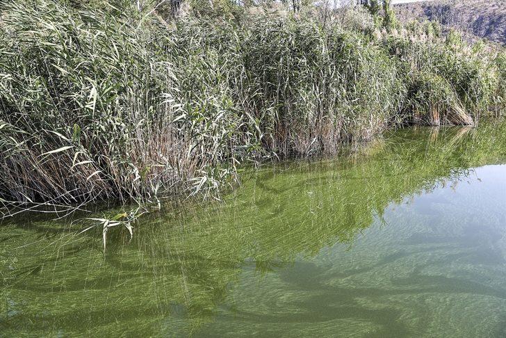 ODTÜ, Eymir Gölü'ndeki aşırı siyanobakteri artışını anbean takip ediyor G3