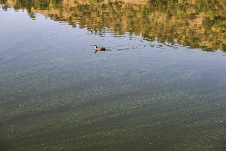 ODTÜ, Eymir Gölü'ndeki aşırı siyanobakteri artışını anbean takip ediyor G4