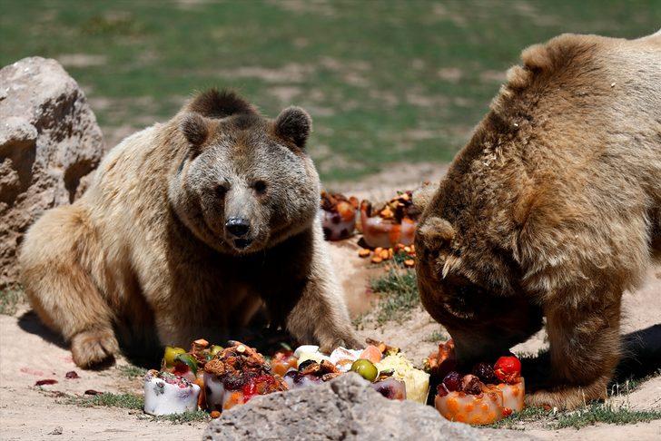 Kayseri Hayvanat Bahçesinin sakinlerinden boz ayılar, sıcakta buzlu meyve kokteylleriyle ferahlıyor G1