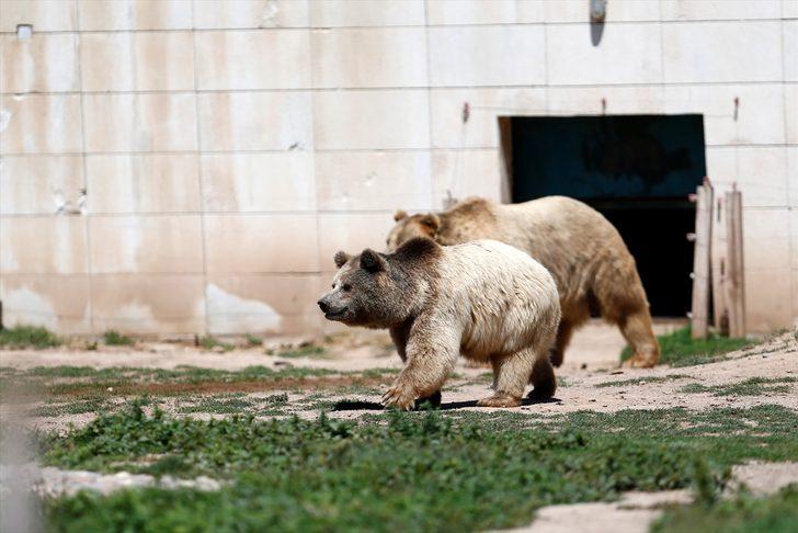 Kayseri Hayvanat Bahçesinin sakinlerinden boz ayılar, sıcakta buzlu meyve kokteylleriyle ferahlıyor G2