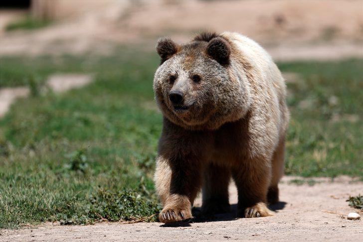 Kayseri Hayvanat Bahçesinin sakinlerinden boz ayılar, sıcakta buzlu meyve kokteylleriyle ferahlıyor G3