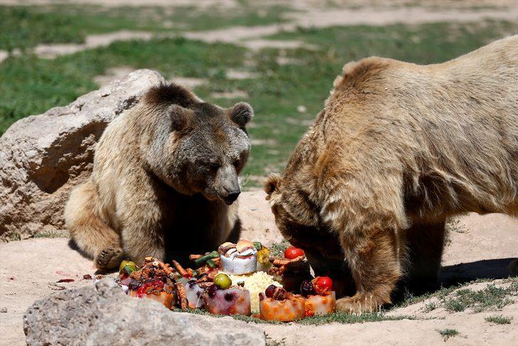Kayseri Hayvanat Bahçesinin sakinlerinden boz ayılar, sıcakta buzlu meyve kokteylleriyle ferahlıyor G4