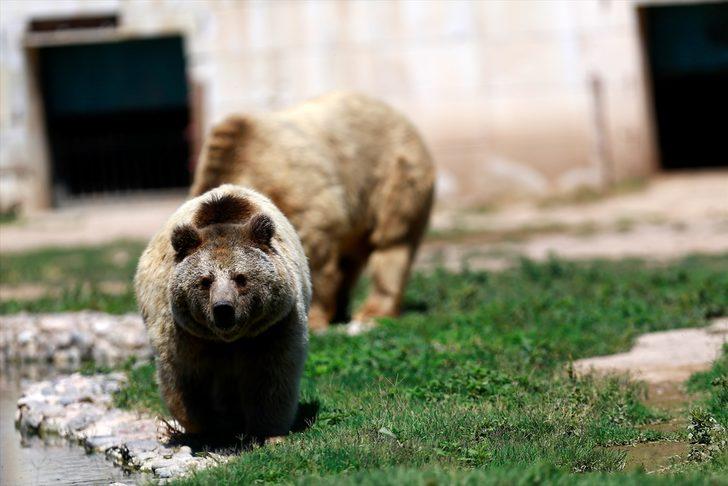 Kayseri Hayvanat Bahçesinin sakinlerinden boz ayılar, sıcakta buzlu meyve kokteylleriyle ferahlıyor G5