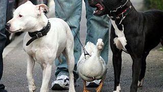 Bu ördek kendini köpek sanıyor