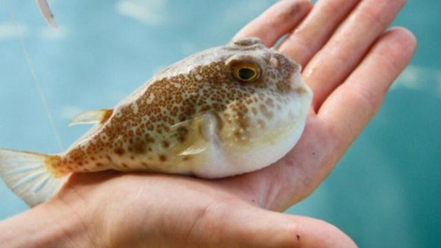 Tarihin en ilginç ölüm nedeni! Toksinlerden kurtulabileceğini düşündü