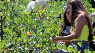 Bölgenin 24 ayar altını! Yaşlanmayı geciktiriyor