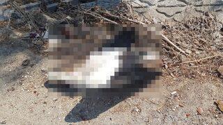 Göç eden leylekler yüksek gerilim hattına çarparak öldü