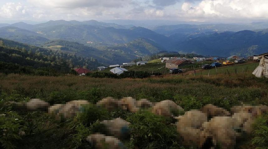 Karşılaştığı manzarayla şoke oldu! Sayıları 100'ün üzerinde