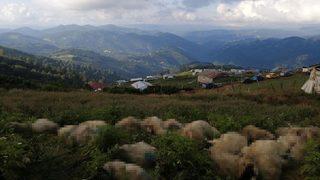 Karşılaştığı manzarayla şoke oldu! Sayıları 100'ün üzerinde