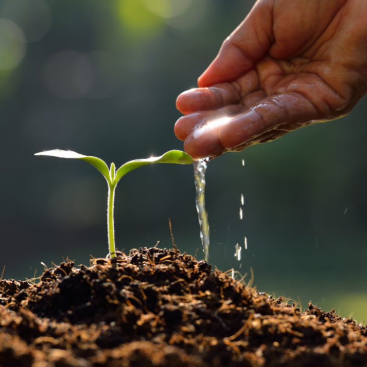 Ücretsiz tohum nasıl alınır? Cumhurbaşkanı Erdoğan açıkladı! Sel ve yangınlar için ücretsiz tohum desteği... G1