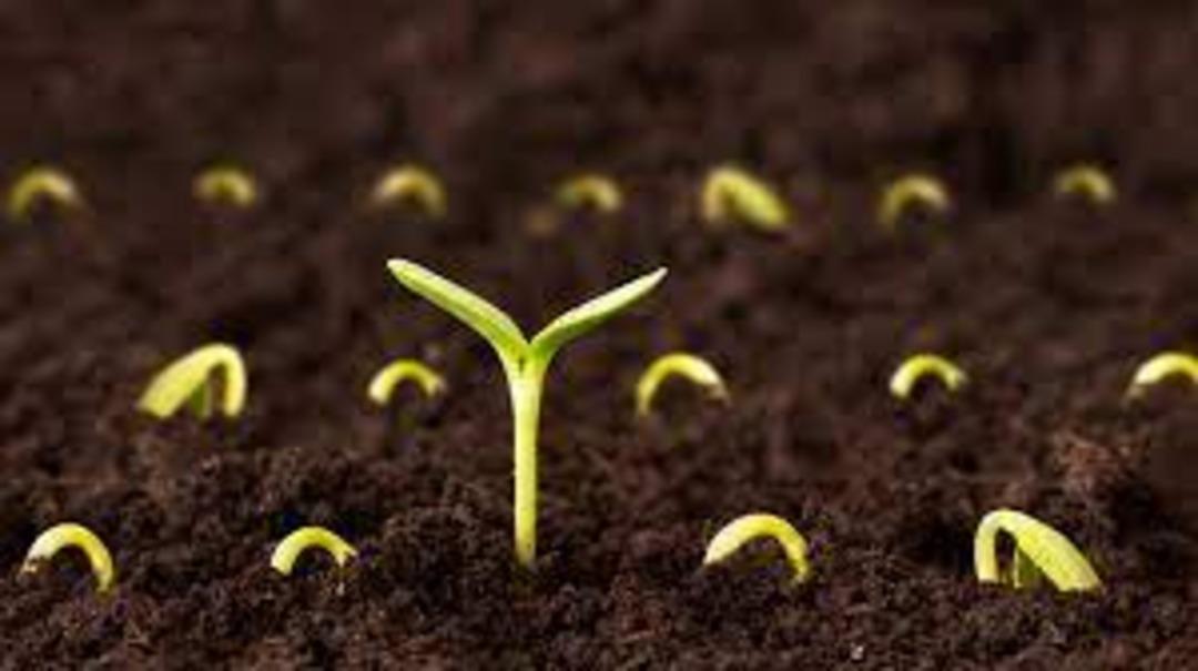 &Uuml;cretsiz tohum nasıl alınır? Cumhurbaşkanı Erdoğan a&ccedil;ıkladı! Sel ve yangınlar i&ccedil;in &uuml;cretsiz tohum desteği...