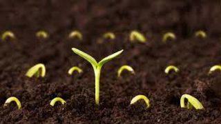 Ücretsiz tohum nasıl alınır? Cumhurbaşkanı Erdoğan açıkladı! Sel ve yangınlar için ücretsiz tohum desteği...