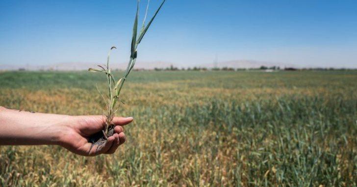 Ücretsiz tohum nasıl alınır? Cumhurbaşkanı Erdoğan açıkladı! Sel ve yangınlar için ücretsiz tohum desteği... G3