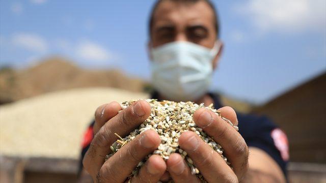 Tarlaya öyle bir şey ekti ki, 15 yıl sonra verim aldı