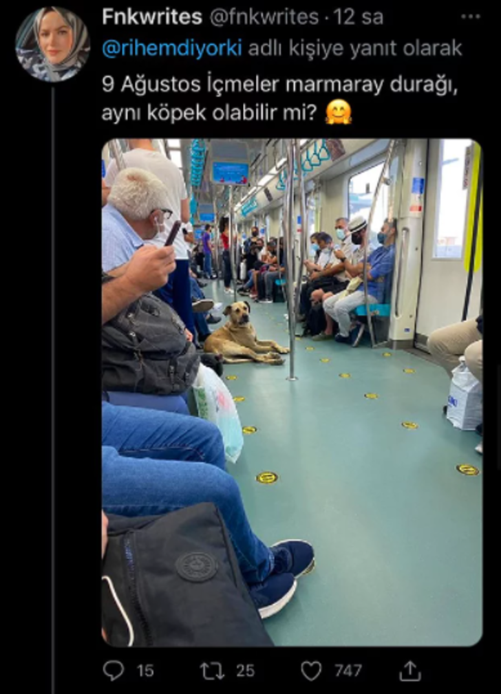 Bu köpeğe herkes hayran! Toplu taşımayı kullanarak tüm İstanbul’u gezen sevimli köpek sosyal medyada popüler oldu G2