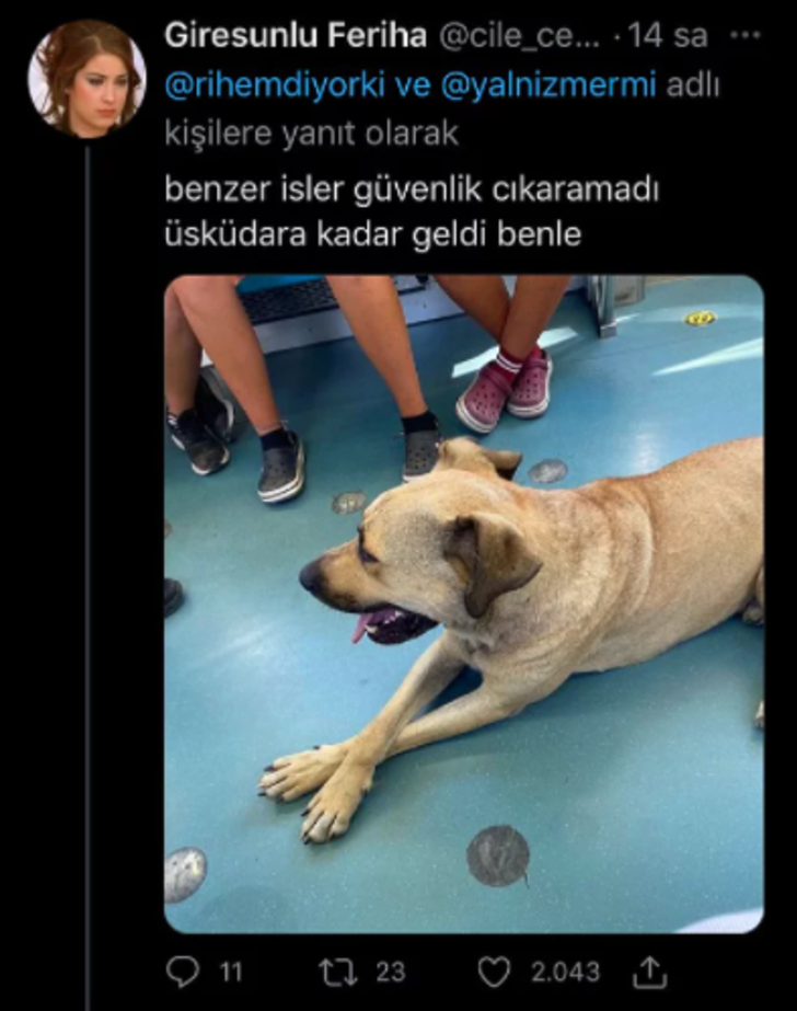Bu köpeğe herkes hayran! Toplu taşımayı kullanarak tüm İstanbul’u gezen sevimli köpek sosyal medyada popüler oldu G3