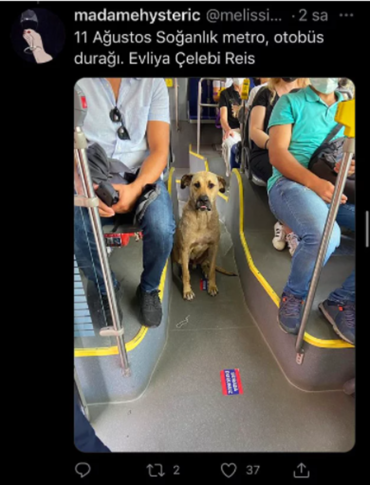 Bu köpeğe herkes hayran! Toplu taşımayı kullanarak tüm İstanbul’u gezen sevimli köpek sosyal medyada popüler oldu G4