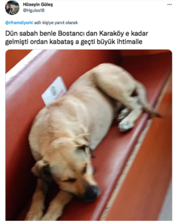 Bu köpeğe herkes hayran! Toplu taşımayı kullanarak tüm İstanbul’u gezen sevimli köpek sosyal medyada popüler oldu G5