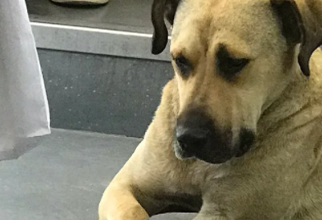 Bu k&ouml;peğe herkes hayran! Toplu taşımayı kullanarak t&uuml;m İstanbul&rsquo;u gezen sevimli k&ouml;pek sosyal medyada pop&uuml;ler oldu