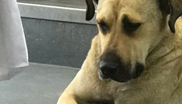 Bu köpeğe herkes hayran! Toplu taşımayı kullanarak tüm İstanbul’u gezen sevimli köpek sosyal medyada popüler oldu