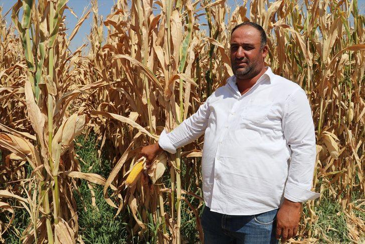 Batman'da mısır hasadına başlandı G1