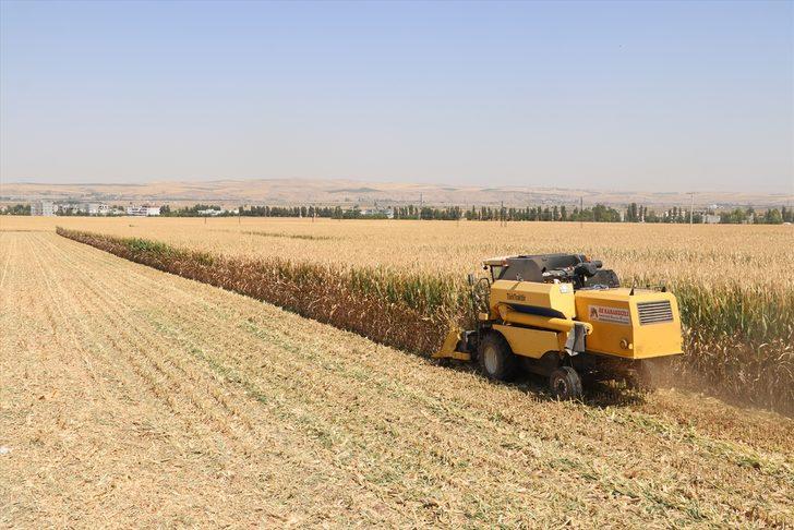 Batman'da mısır hasadına başlandı G2