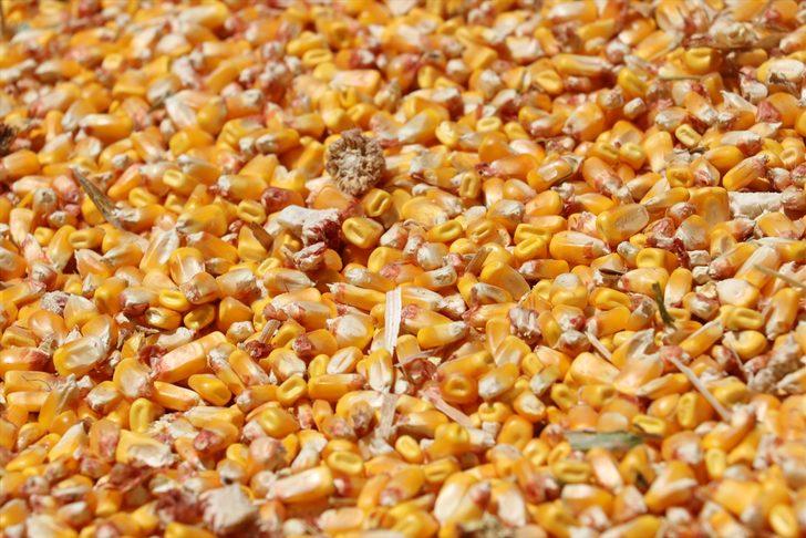 Batman'da mısır hasadına başlandı G3