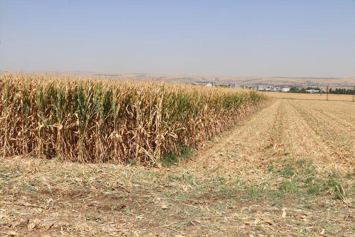 Batman'da mısır hasadına başlandı G4