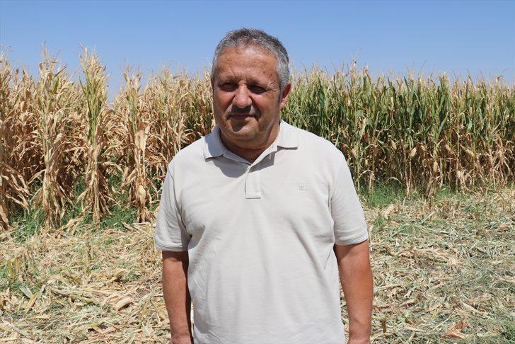 Batman'da mısır hasadına başlandı G5