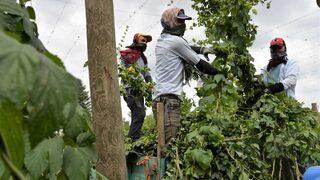 81 ilde sadece Bilecik'te yetişen şerbetçi otunun hasadı başladı