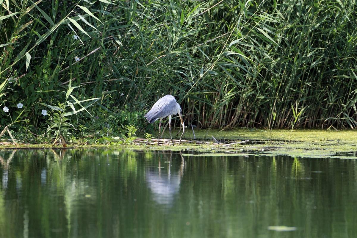 Ağrı Dağı Milli Parkı'nda yaşayan gri balık&ccedil;ılın yılan avı g&ouml;r&uuml;nt&uuml;lendi