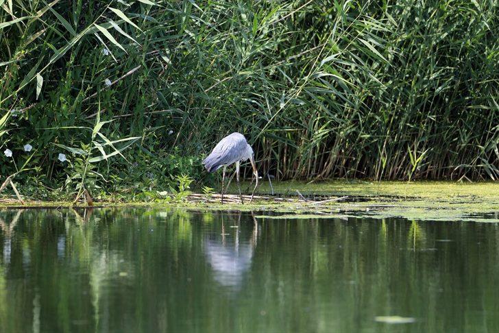 Ağrı Dağı Milli Parkı'nda yaşayan gri balıkçılın yılan avı görüntülendi G1